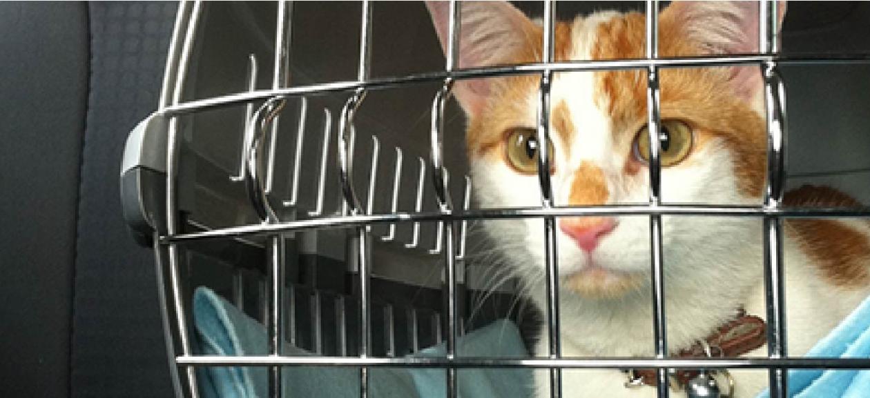 How to Road Trip Safely With Pets DoveLewis